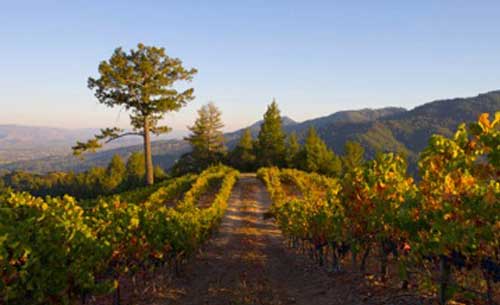 Image of Newton Vineyard on Mt Veeder with the sun low casting shadows across the vineyard
