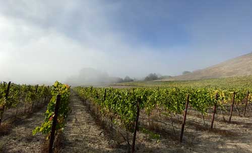 Image of Vivio Vineyard showing a few rows of grapevines with a fog layer