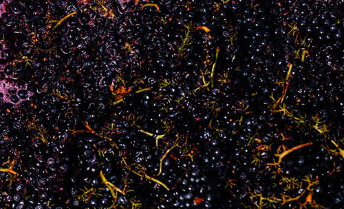 A close up imaging of whole cluster syrah just starting to ferment