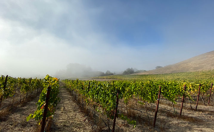 <p>Photo of one of the vineyards we source fruit from showing the fog layer, ie: marine influence, we look for in our vineyards.</p>
