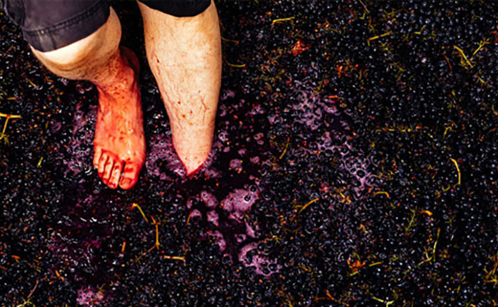 <p>Photo of the winemaker stomping some whole cluster syrah grapes.</p>
