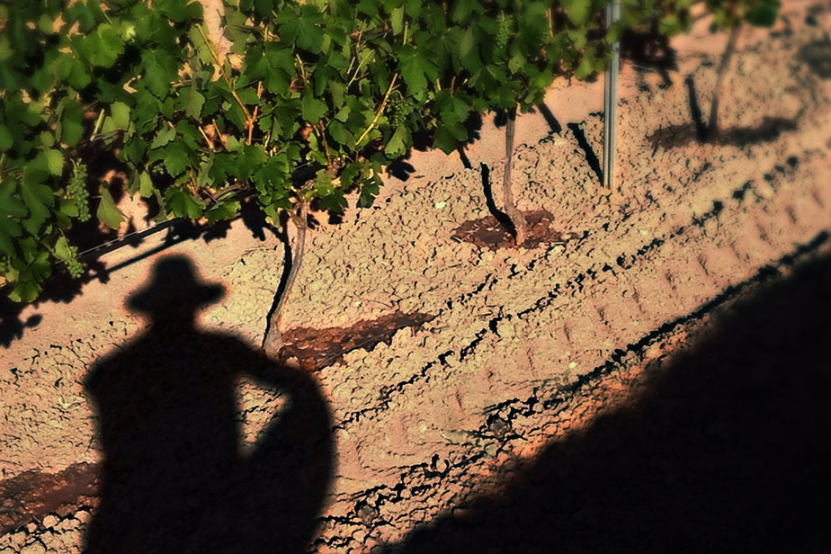 Image of part of a row of grape vines with a shadow of a man inspecting vineyard