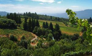 Far away image of Charlie Smith Vineyard show many rows of grapevines and the rolling hills they are planted on